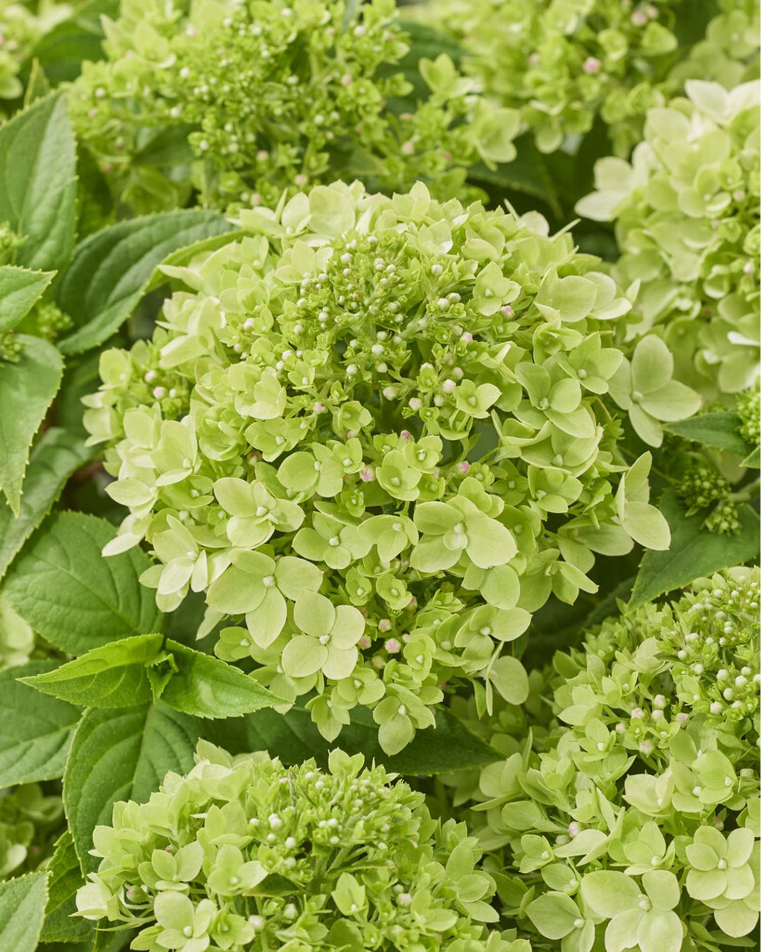 Hortensia 'Groundbreaker Greeny'